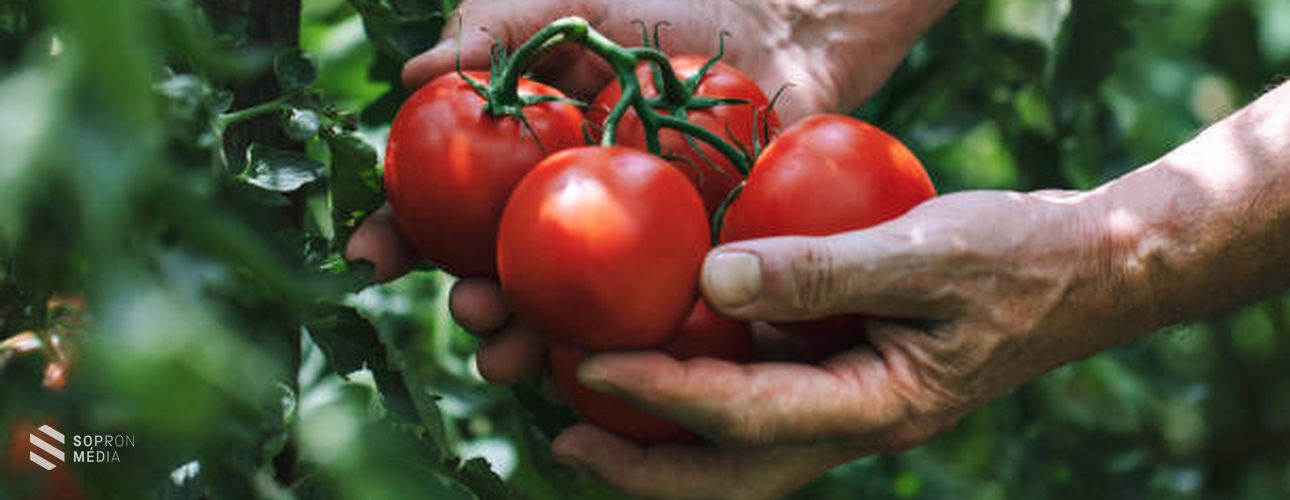 A sokoldalú paradicsom