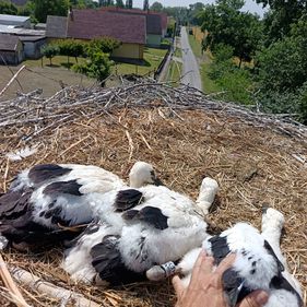 199 településen 297 fészeknél 915 gólyafióka gyűrűzésében segített az E.ON