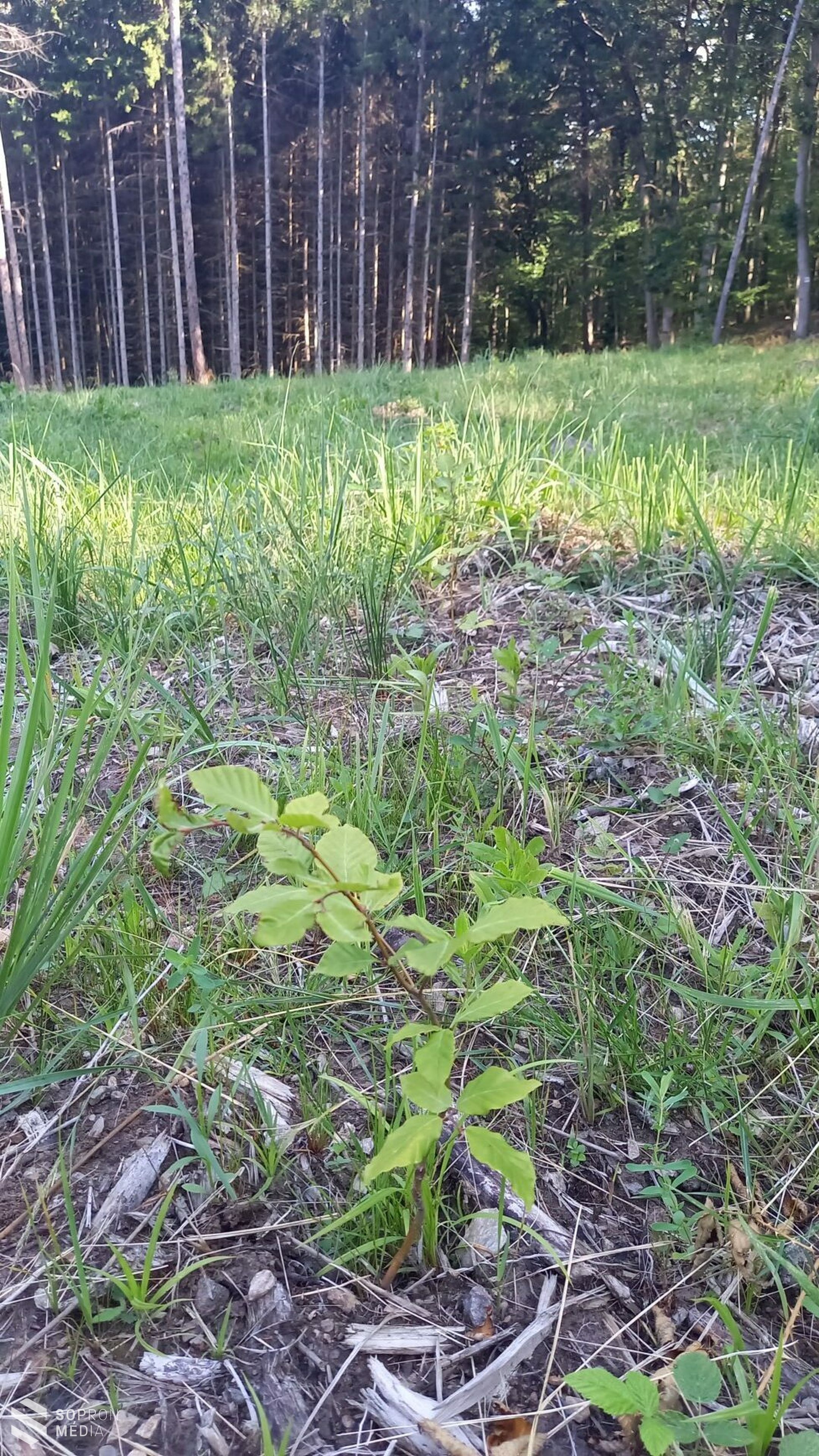 Sok csapadék, több ápolás