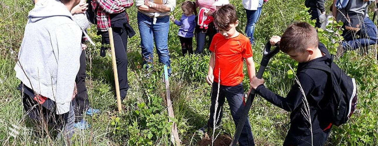 Fát ültettek az apróságok a Soproni-hegységben