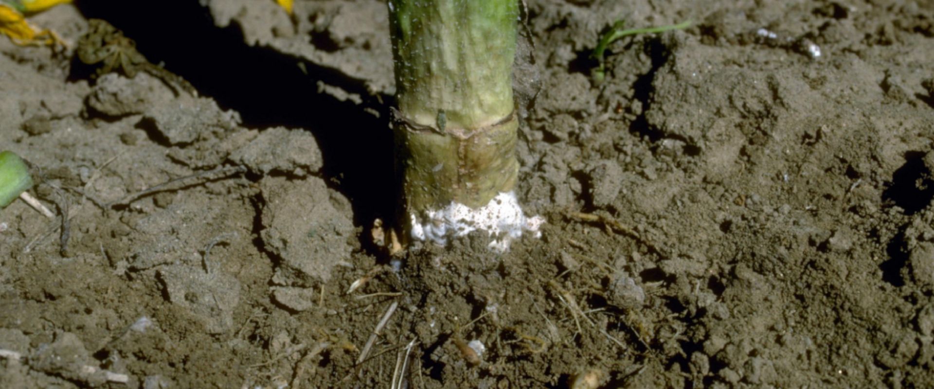 Agrofil-SZMI Kft.