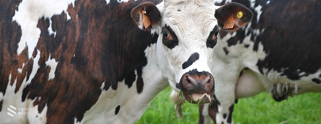 Ausztria 23 határátkelőt zár le a ragadós száj- és körömfájás miatt