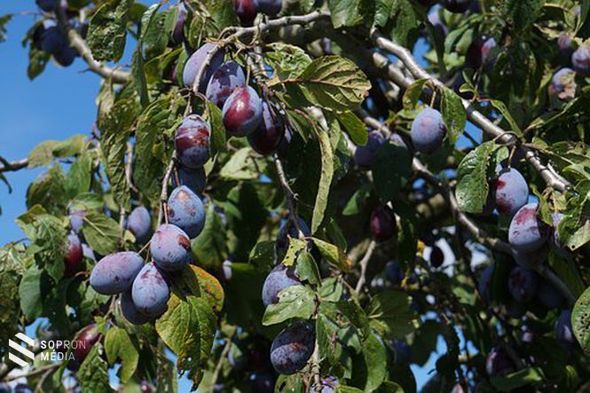 A legelterjedtebb gyümölcs hazánkban a szilva - SopronMédia