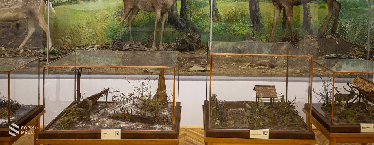 Átadták a Soproni Egyetem megújult Vadgazdálkodási Gyűjteményét