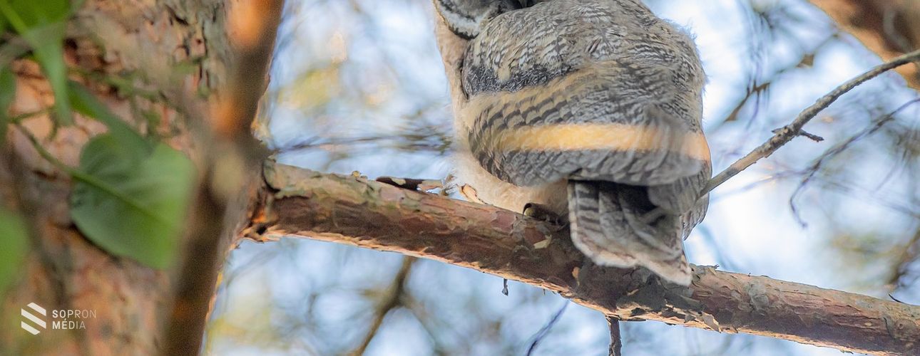 A fészkelő erdei fülesbaglyok állományának felmérésében segíthet a lakosság