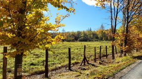 Erdősítések védelme a Soproni-hegyvidéken