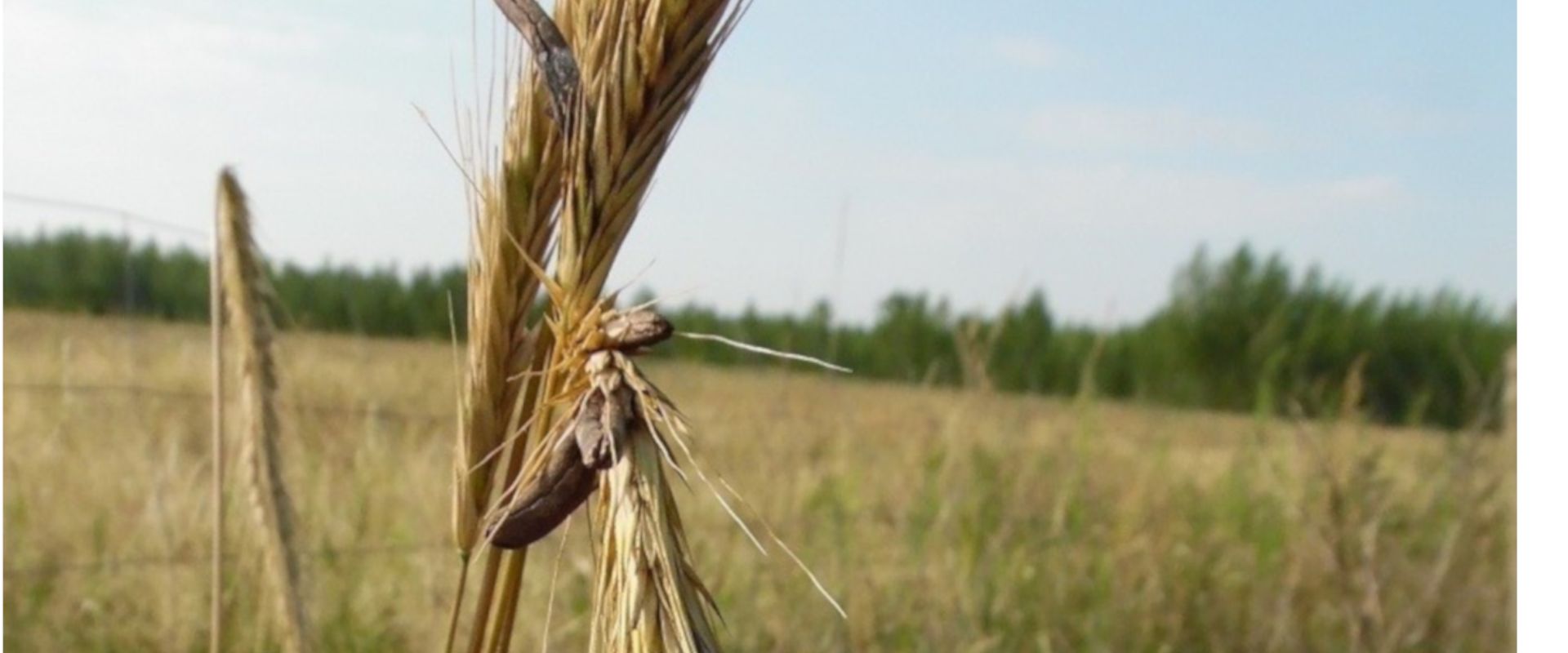 Agrofil-SZMI Kft.