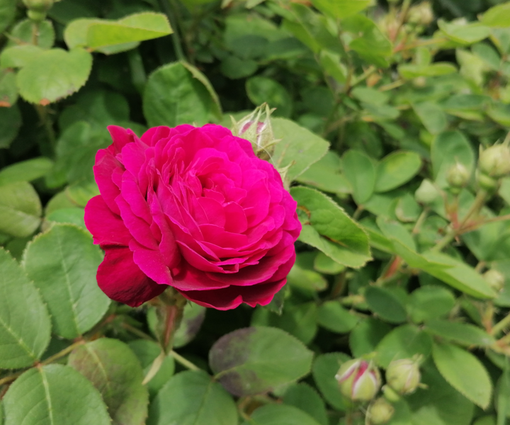 A rózsa növényvédelme – Gombabetegségek I. rész