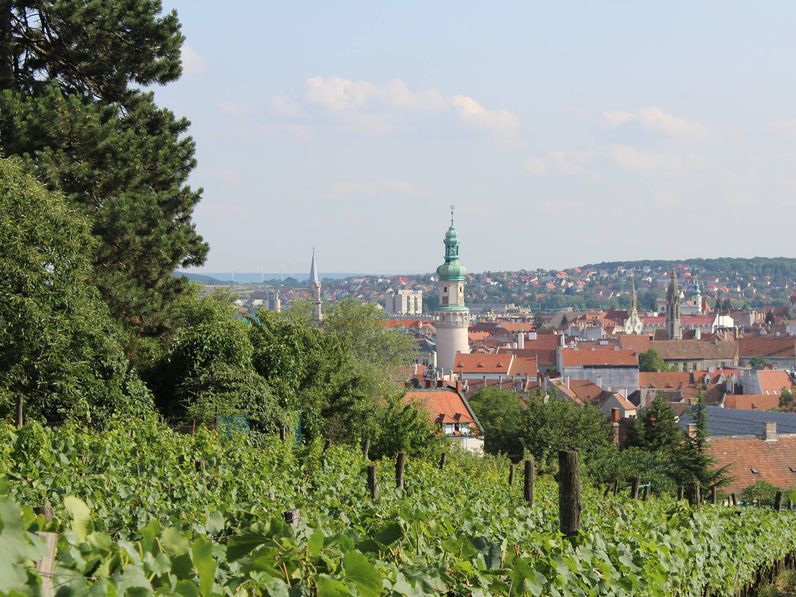 A soproni borvidéket is veszélyezteti a szőlő aranyszínű sárgasága
