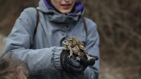 Javában zajlik a békamentés a Fehér úti-tónál