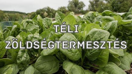 Téli zöldségtermesztés a biokertben
