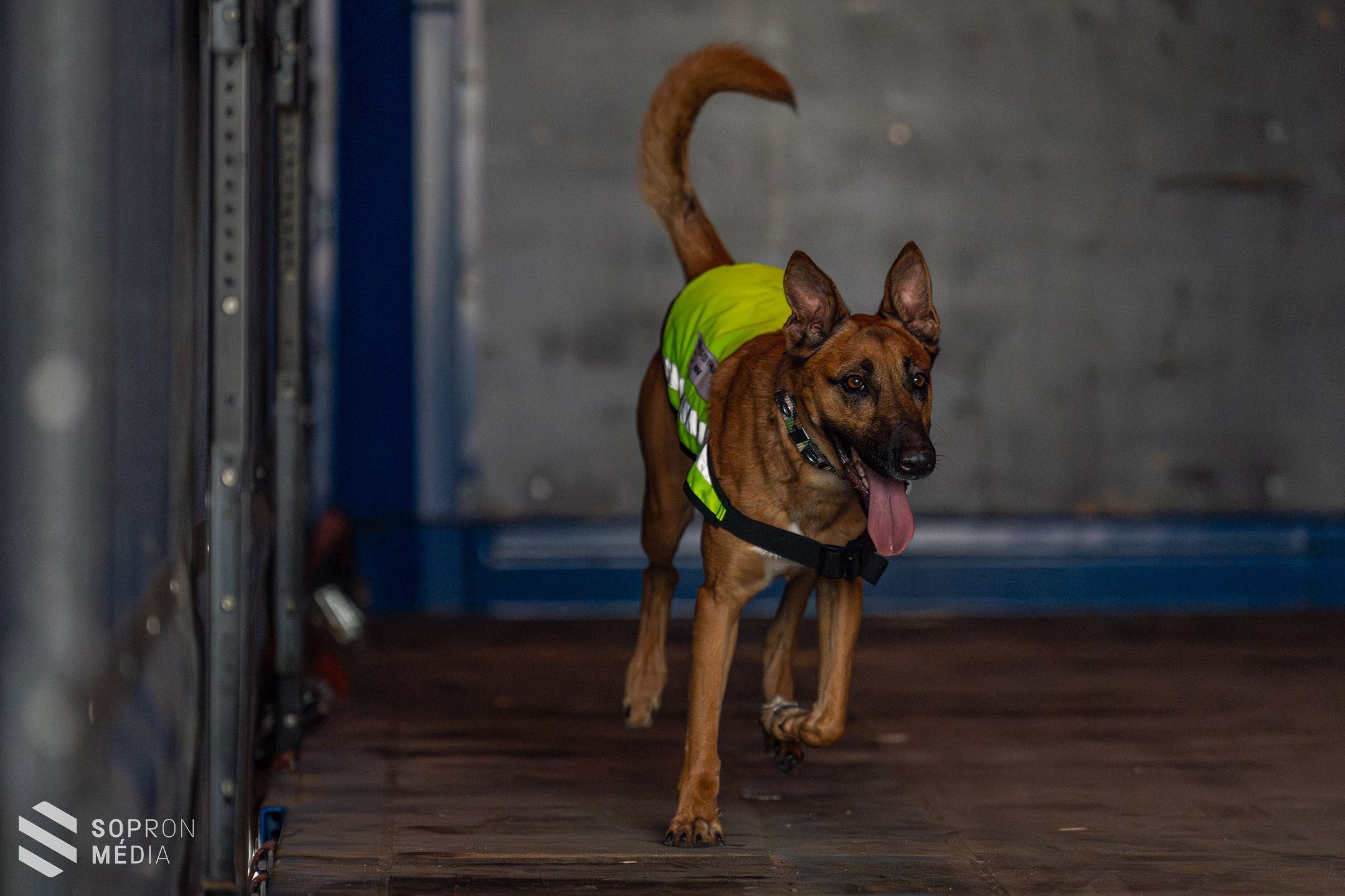 Az ember leghűségesebb társa a munkában is nagy segítség