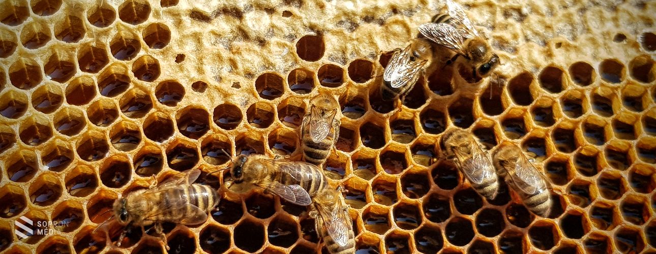 A tavasz végi időjárás megnehezítette a méhek dolgát