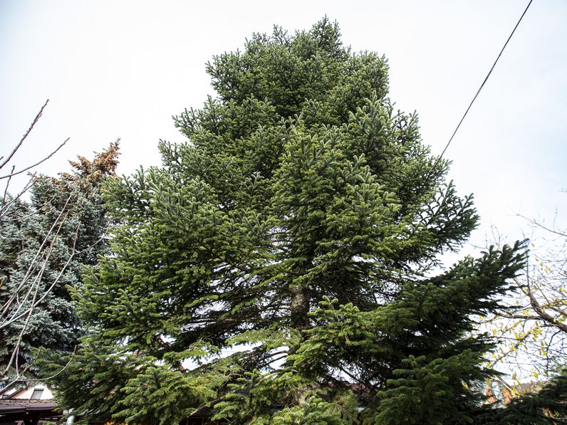 Ez a fenyő lesz a város karácsonyfája idén