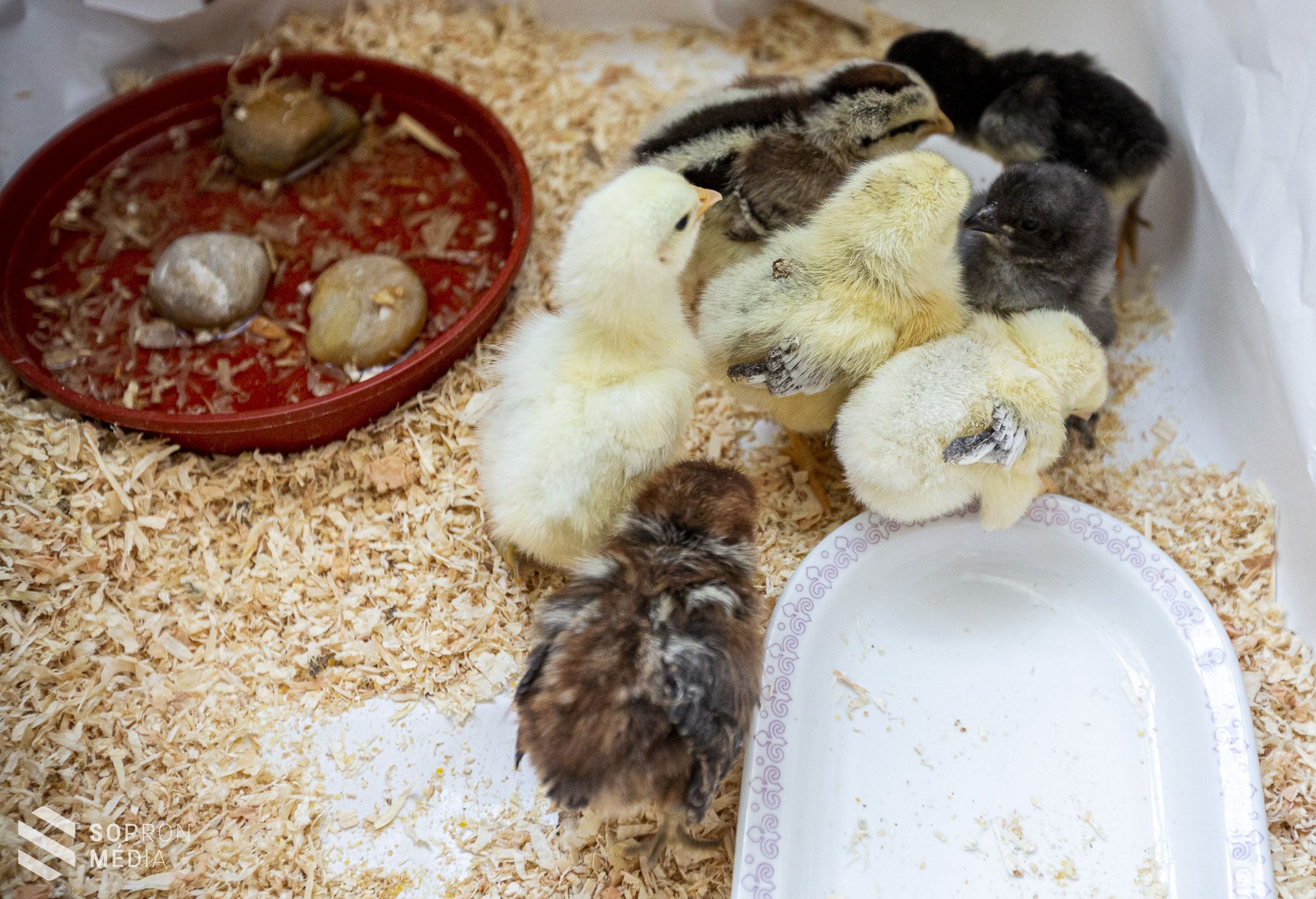 Húsvétra hangolódnak az Erdészeti Múzeumban