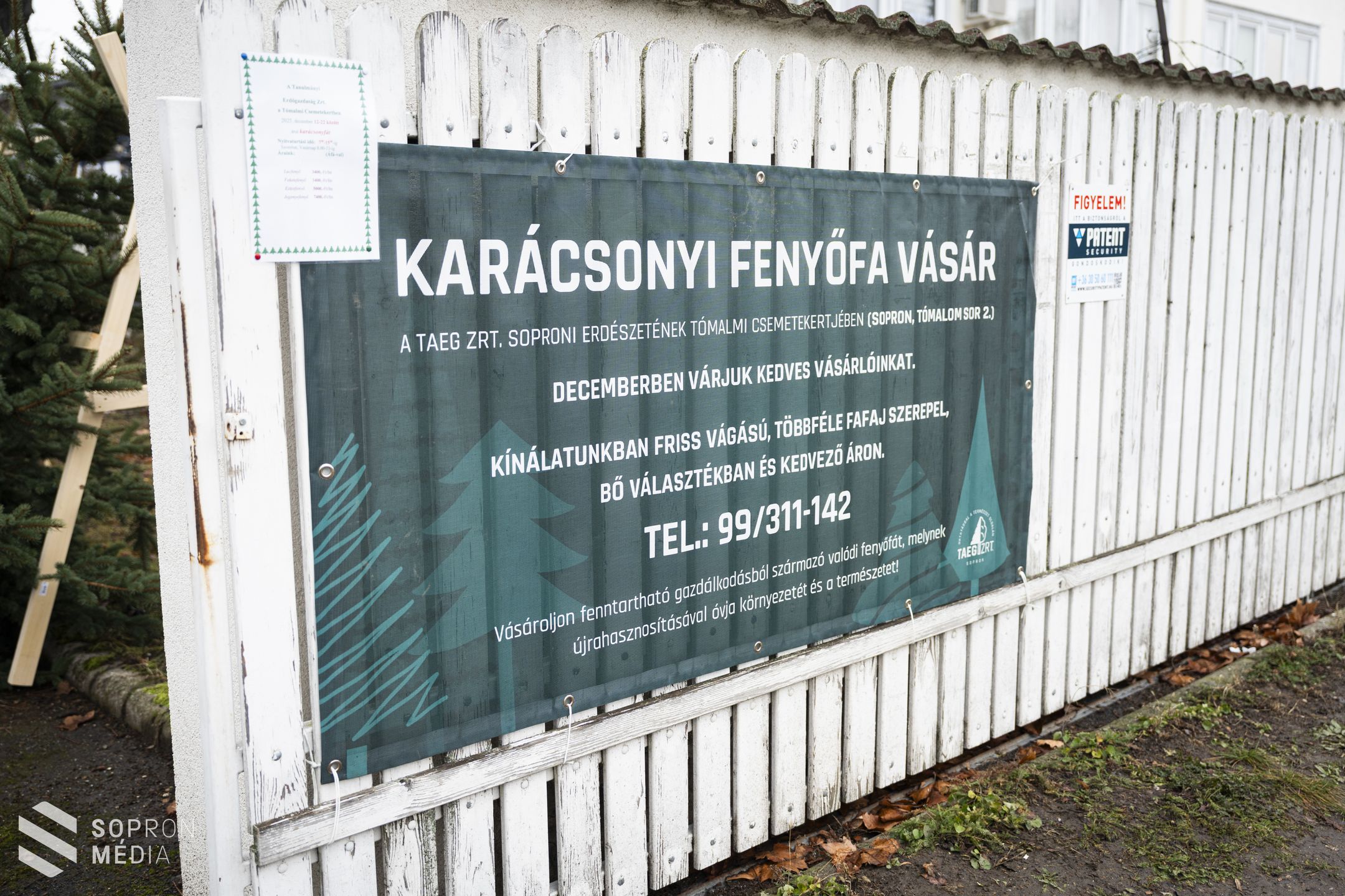 A Nordmann-fenyő továbbra is sláger a karácsonyfák között