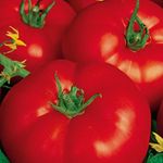 Paradicsom Marmande VF 25 g termék képe
