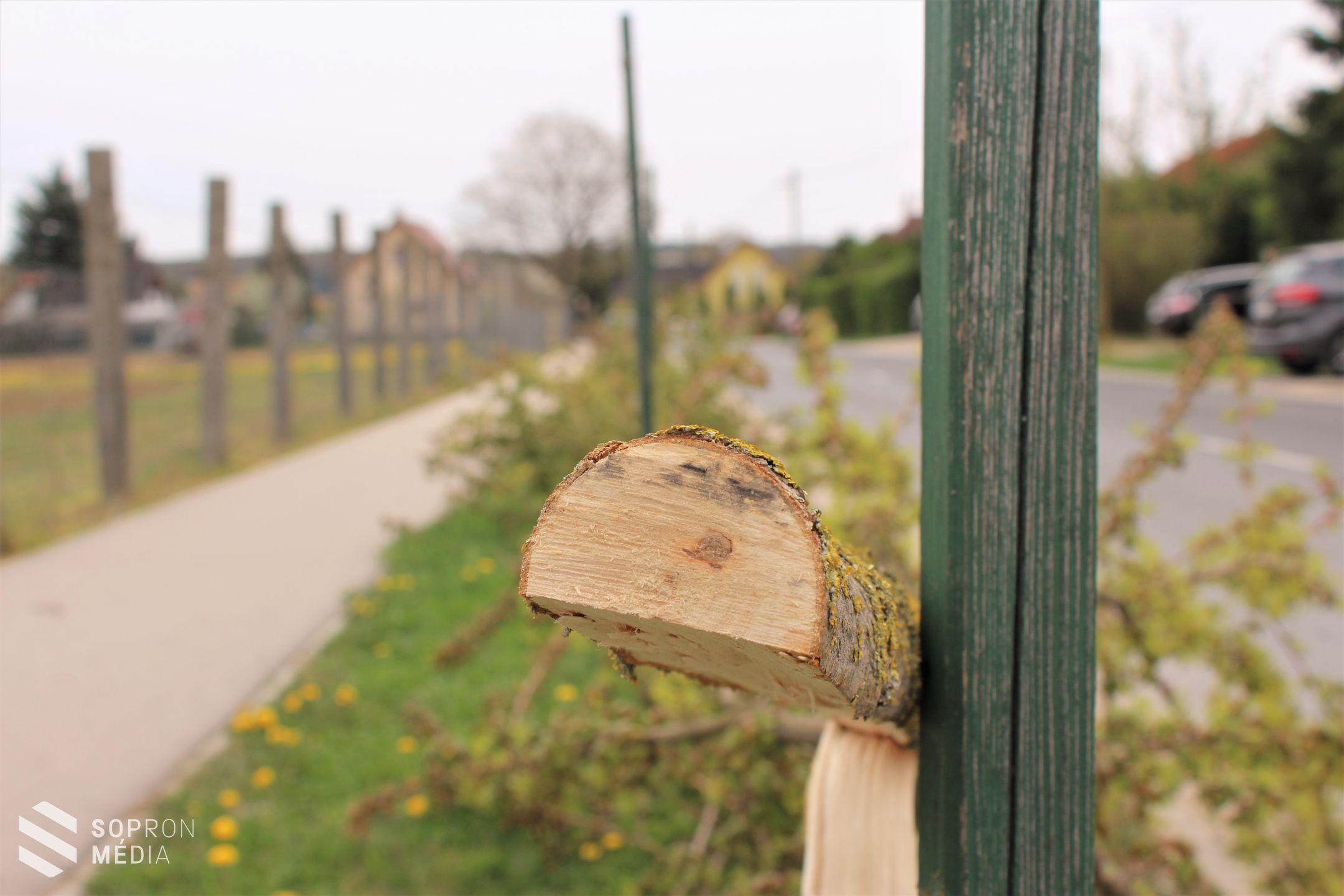 Összesen 51 fát pusztítottak ki a tómalmi városrészben / Nyomravezetői díjat ajánlottak fel! 