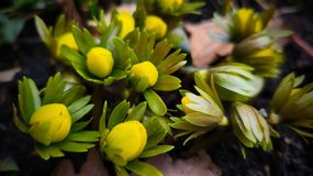 Már virágzik a téltemető