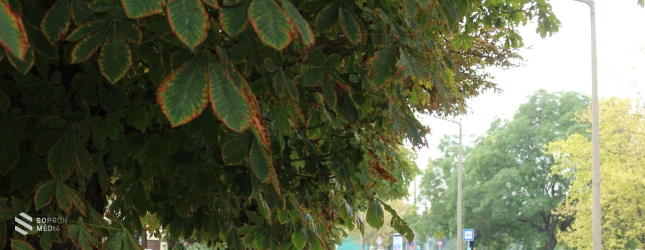 Vadgesztenye- és platánfákat permeteznek Sopronban