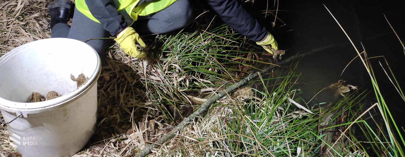 Véget ért a békamentő akció a Fehér úti tónál - közel 10 ezer kétéltű jutott át biztonságban