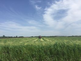 Becva festulolium - Szarvasi Agrár Zrt. 2020. május 11.