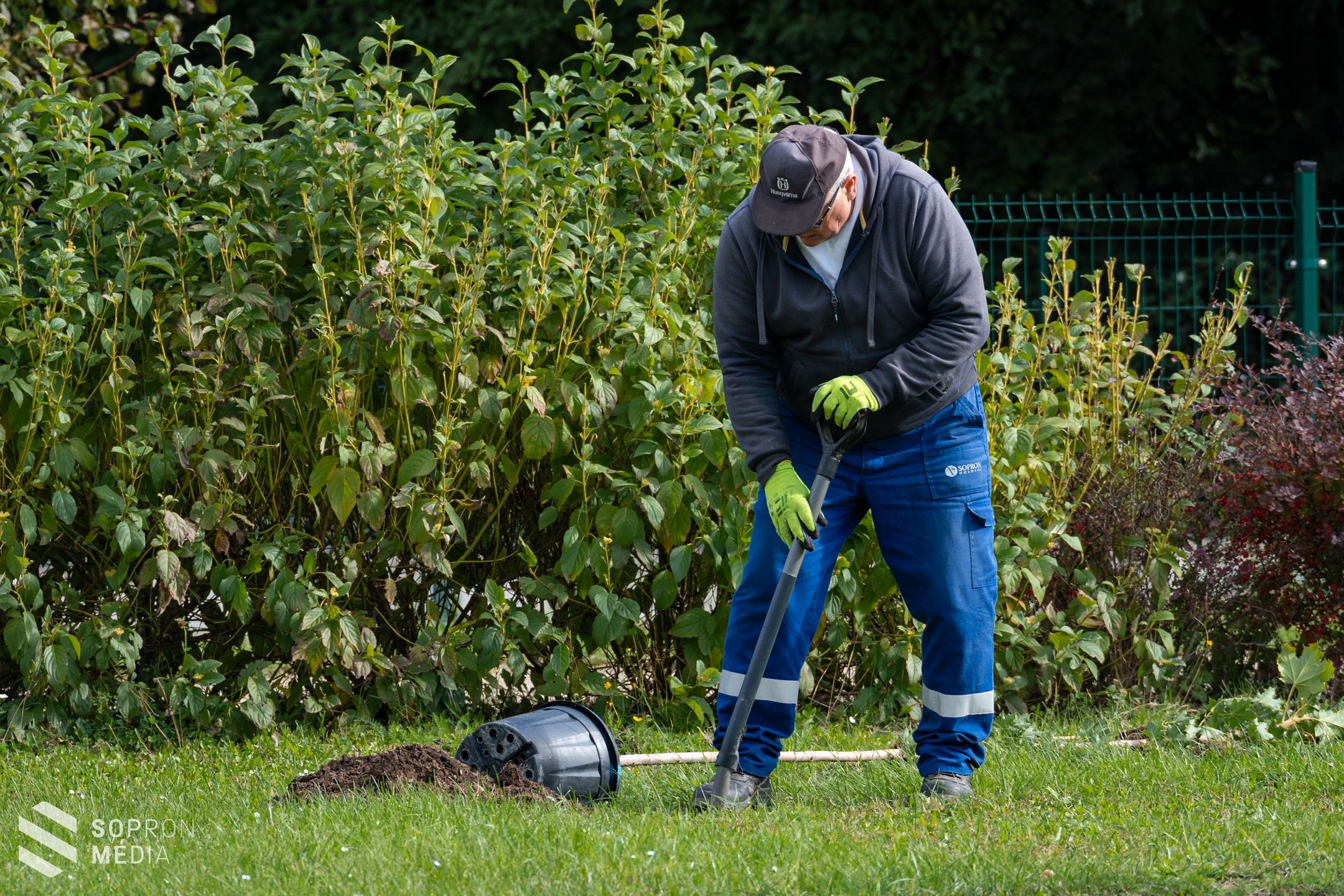 Folytatódik az „1000 új fát ültetünk” projekt