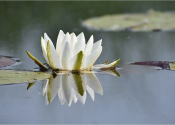 Tisza-tavi Madárrezervátum