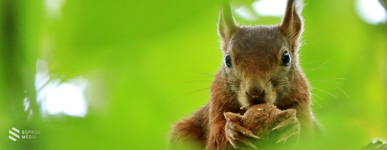 A dió valódi kincs