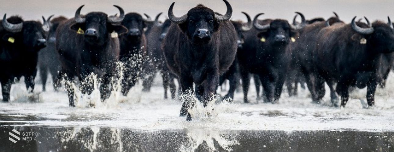 Negyvenmilliárd forint a nemzeti parkok fejlesztésére
