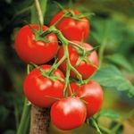 Mini cserepes virág, nefelejcs