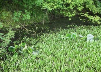 Tiszadorogmai Göbe-erdő