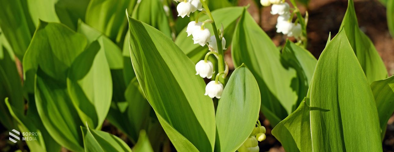 Sopronban is elkezdődött a gyöngyvirág szezon