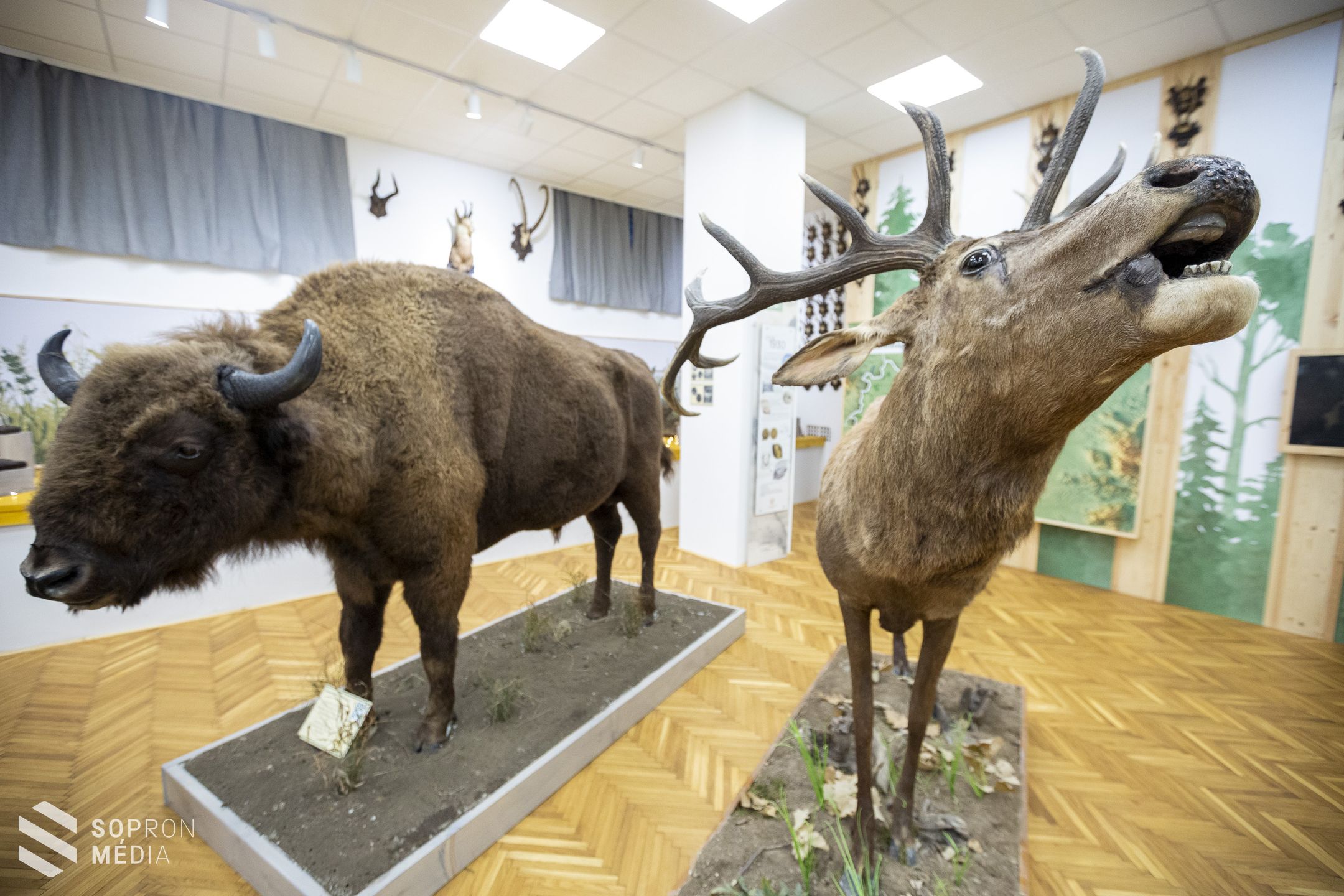 Átadták a Soproni Egyetem megújult Vadgazdálkodási Gyűjteményét