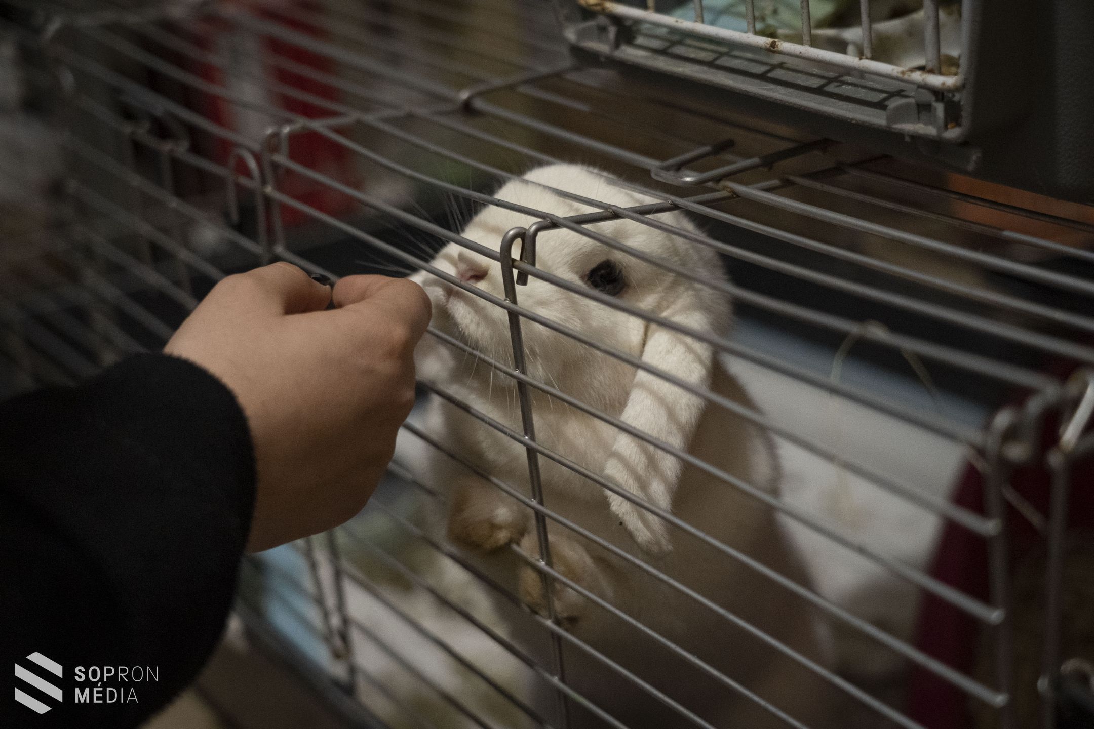 Állatmentők munkáját támogatja a fertőbozi borászat