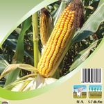 Hibridkukorica Mv 352 1000 g termék képe