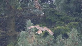 Összeszámolták a Sopron környékén telelő erdei fülesbaglyokat