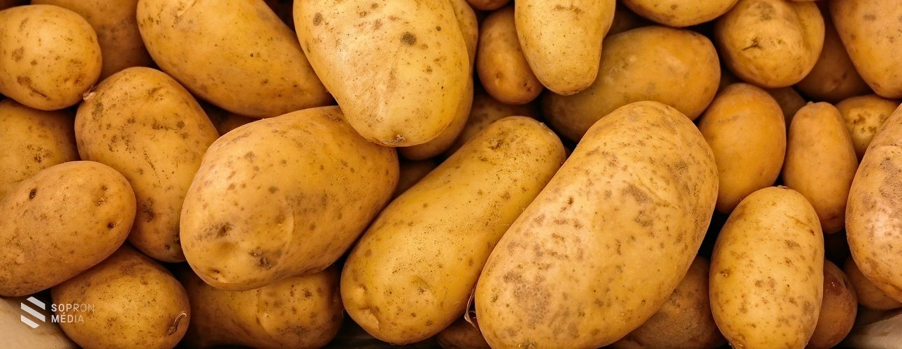 Fertőzött vetőburgonya érkezett Hollandiából