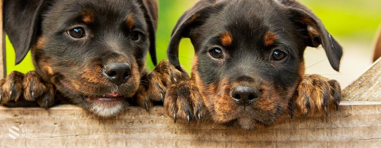 Kutyahideg - Vigyázzunk a háziállatokra