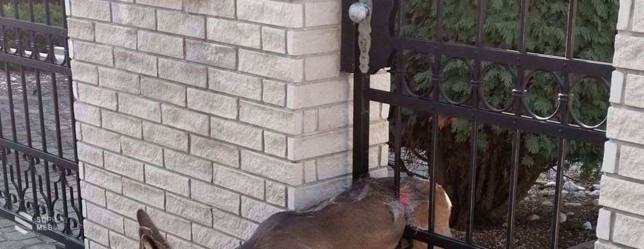 Soproni tűzoltók szabadították ki az őzet szorult helyzetéből