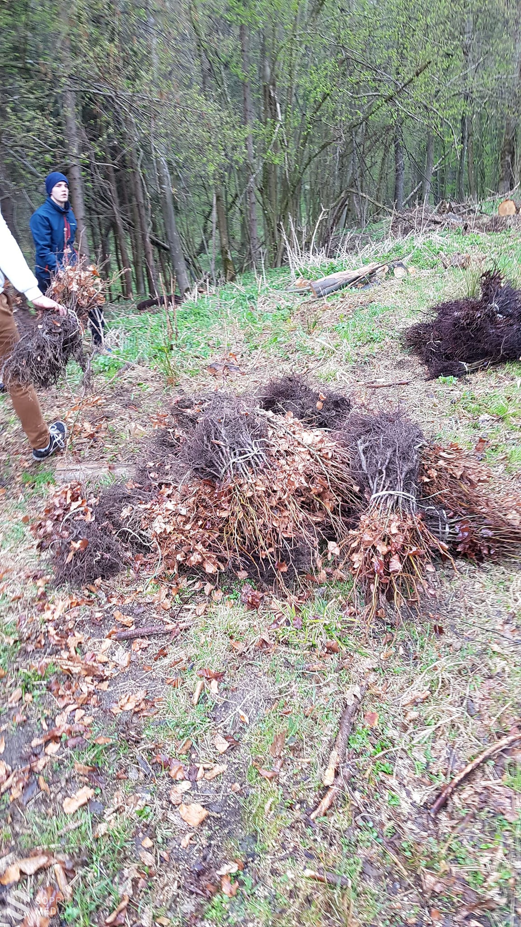 150 facsemetét ültettek el Sopronban