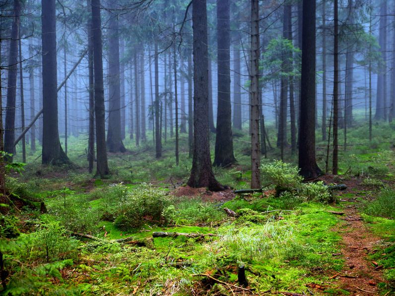 Elérhetők a legfrissebb adatok a magyar erdőkkel kapcsolatban!