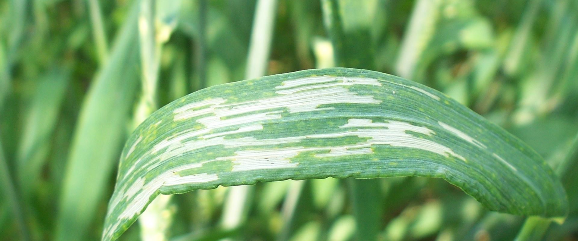 Agrofil-SZMI Kft.