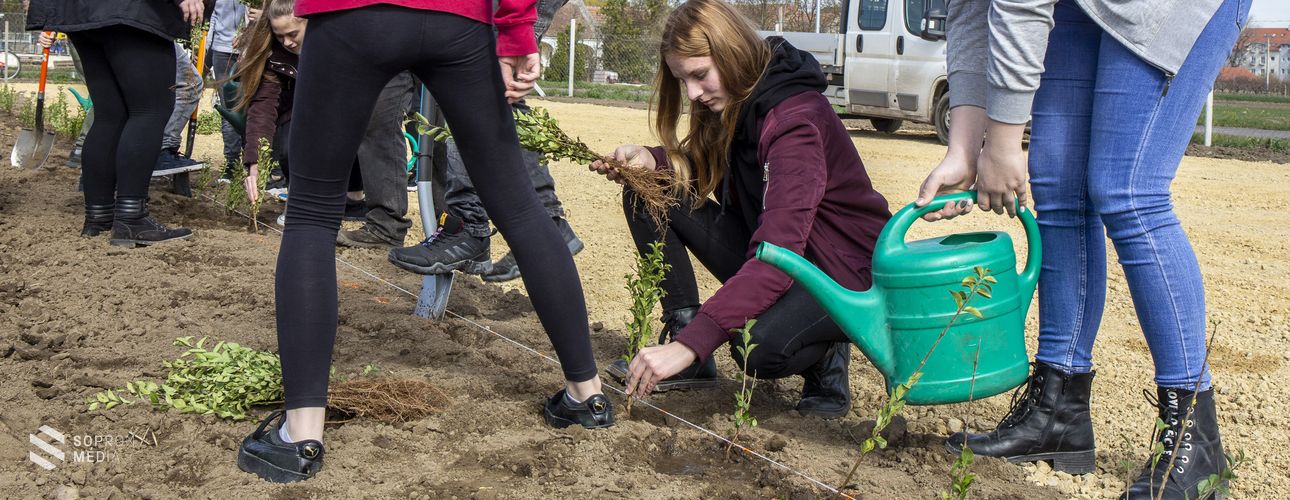 Településfásítási programot hirdet az Agrárminisztérium