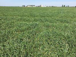 Becva festulolium - Agroprodukt Zrt.,  Ihászi 2020. április 24.