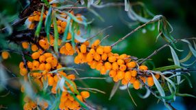 A gyógyító homoktövis