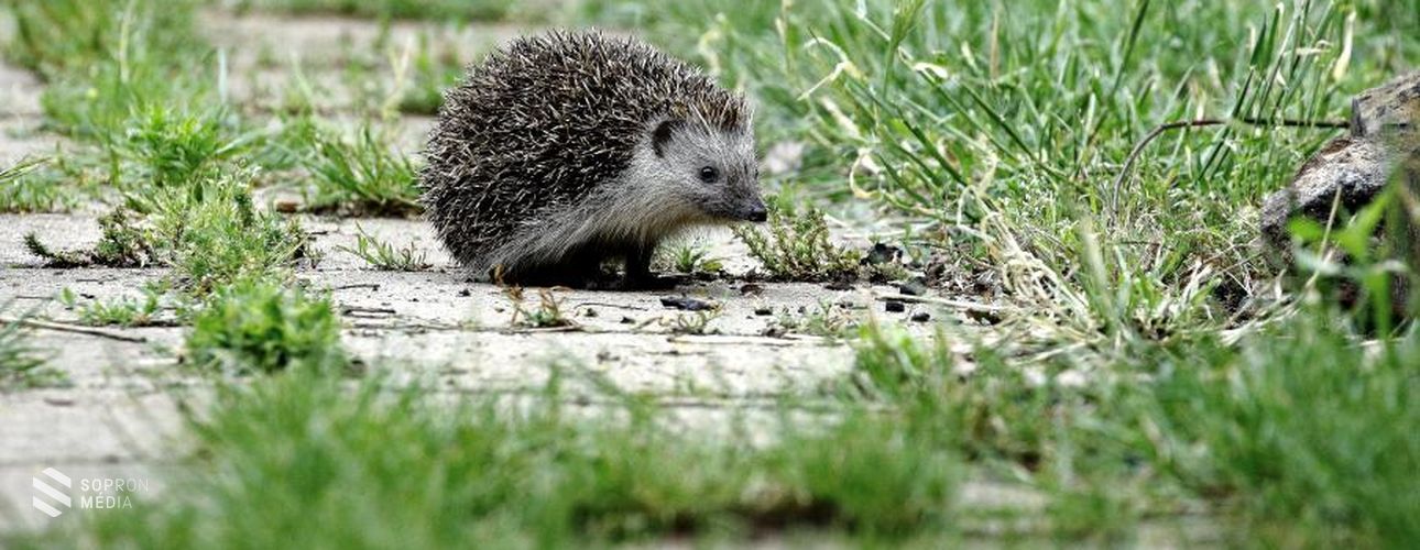 Vigyázzunk a sünökre!