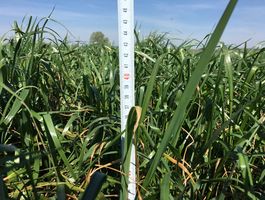 Becva festulolium - Agroprodukt Zrt.,  Ihászi 2020. április 24.