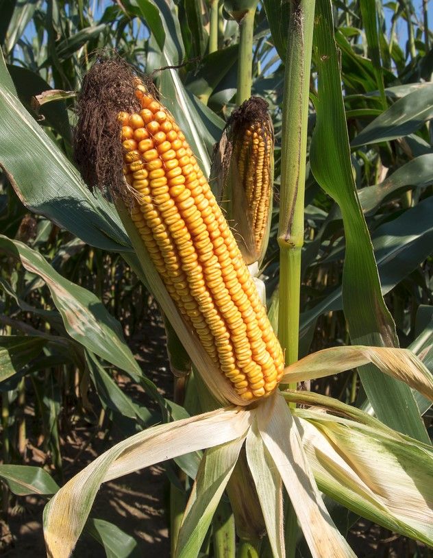 Hibridkukorica Mv Tarján  5kg termék képe