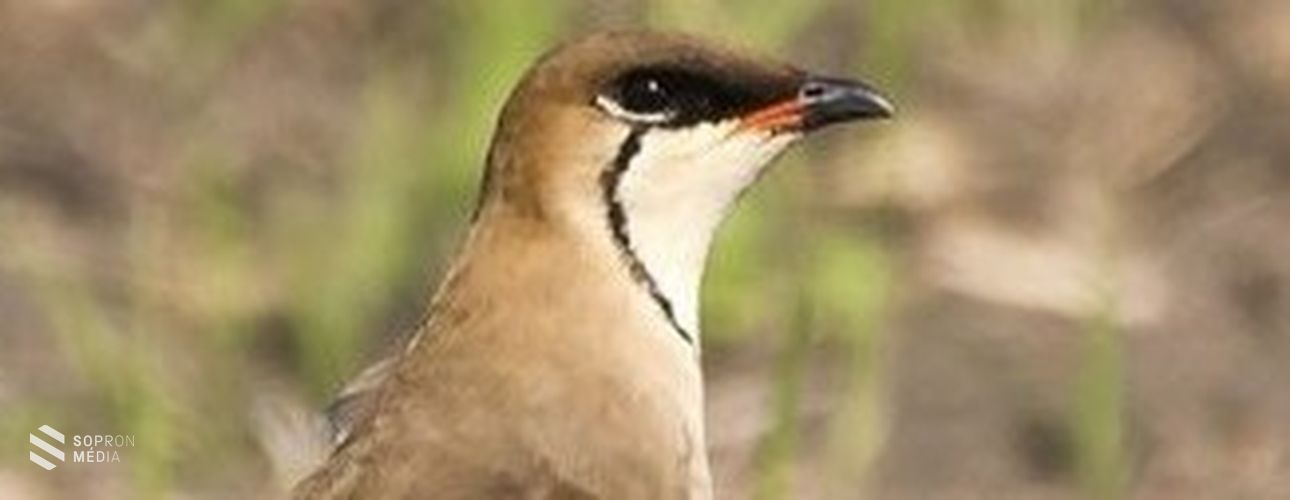 Ázsiában őshonos madarat figyeltek meg a Fertő-tónál